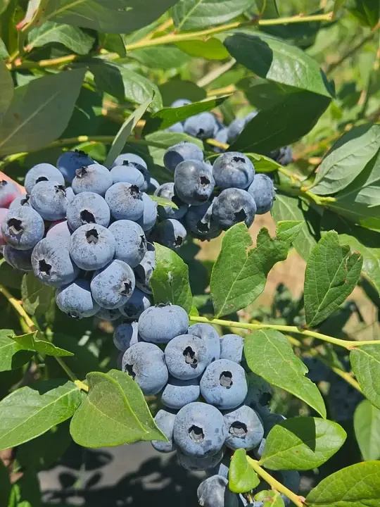 Mavi Yemişli Taze Yaban Mersini 5Kg